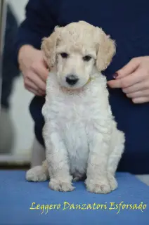 Additional photos: Great Poodle (white, black, silver)