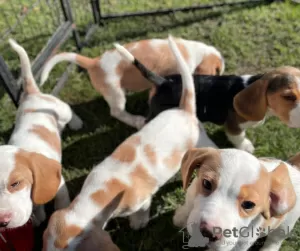 Photo №1. beagle - for sale in the city of Paris | negotiated | Announcement № 120012