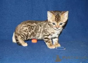 Photo №1. bengal cat - for sale in the city of Walldorf | negotiated | Announcement № 110366