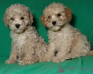 Photo №3. Real maltipu puppies (toy poodle). Boys.. Belarus