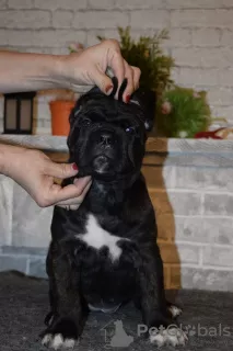 Additional photos: For sale beautiful puppies Cane Corso - boys and girls.