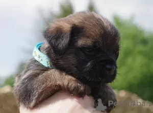 Photo №3. Border terrier pupies. Poland