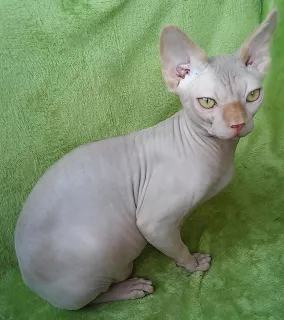 Photo №3. Canadian Sphynx rare color. Ukraine