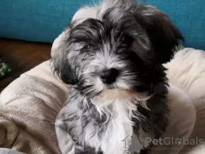 Photo №1. havanese dog - for sale in the city of Vienna | 317$ | Announcement № 75999