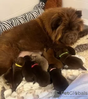 Additional photos: Chow-Chow, schokoladenbraune Prinzessin von herausragender Qualität 