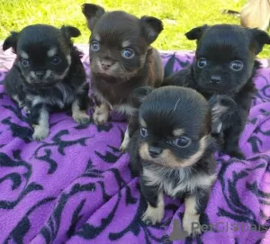 Photo №1. chihuahua - for sale in the city of Berlin | Is free | Announcement № 126727