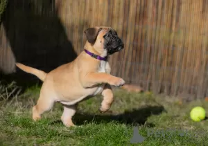 Additional photos: bullmastiff female Daila available