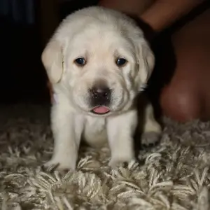 Photo №3. Labrador puppies. Russian Federation