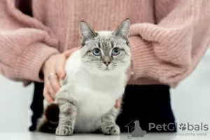 Photo №4. I will sell thai cat in the city of Москва.  - price - Is free