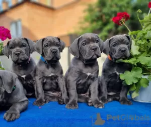 Photo №1. cane corso - for sale in the city of Poltava | 1768$ | Announcement № 86326