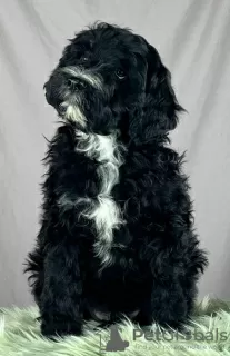 Additional photos: Portuguese Water Dog puppies