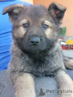 Additional photos: German Shepherd puppies