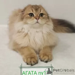 Photo №3. Scottish fold cat for sale. Belarus