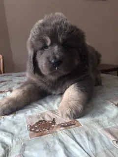 Additional photos: We sell puppies of the Tibetan mastiff.