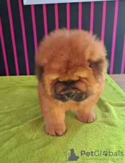 Additional photos: Chow chow puppies