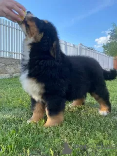 Photo №3. Bernese Mountain Dog. Serbia