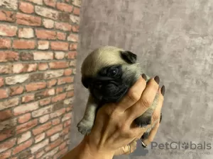 Photo №2 to announcement № 24532 for the sale of pug - buy in Russian Federation private announcement, breeder