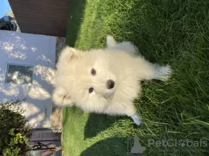 Photo №3. Samoyed puppy. Moldova