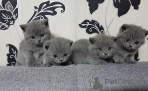 Photo №1. british shorthair - for sale in the city of Дармштадт | negotiated | Announcement № 109466