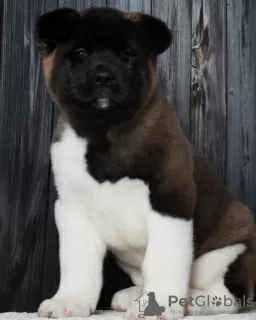 Additional photos: American Akita Puppies