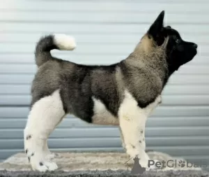 Photo №1. american akita - for sale in the city of Kraljevo | negotiated | Announcement № 123002