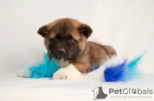 Photo №2 to announcement № 76768 for the sale of american akita - buy in Kazakhstan breeder