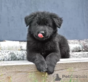 Photo №1. german shepherd - for sale in the city of Лесковка | 300$ | Announcement № 21673