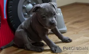 Photo №3. Beautiful Staffordshire bull terrier puppies. Ireland