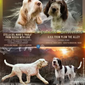 Photo №2 to announcement № 8339 for the sale of bracco italiano - buy in Belarus private announcement