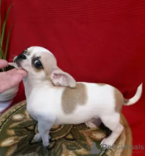 Photo №2 to announcement № 105720 for the sale of chihuahua - buy in United States private announcement, breeder