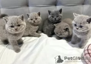 Photo №1. british shorthair - for sale in the city of Texas City | 380$ | Announcement № 102878