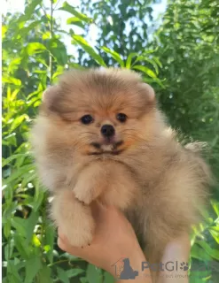 Photo №3. Pomeranian children are ready to move to a new family!. Uzbekistan