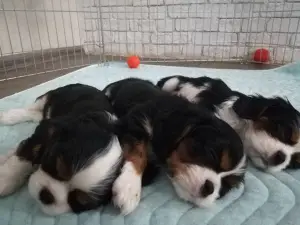 Photo №3. Cavalier King Charles Spaniel Puppies. Ukraine