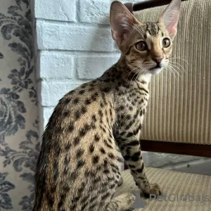 Photo №2 to announcement № 62445 for the sale of savannah cat - buy in Russian Federation from nursery