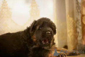 Additional photos: German Shepherd puppies