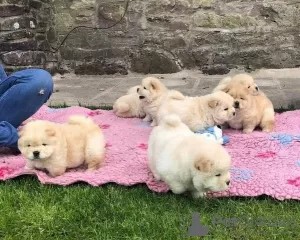 Photo №1. chow chow - for sale in the city of Pori | Is free | Announcement № 129440