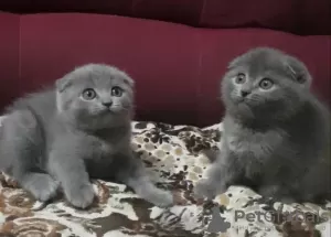 Additional photos: Stunning Pedigree GCCF Scottish Fold kIttens