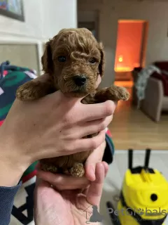 Photo №3. Red toy poodle puppies. Serbia