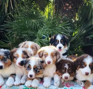 Photo №1. miniature american shepherd (aussie) - for sale in the city of Ylivieska | Is free | Announcement № 128359