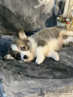 Photo №3. Pembroke Welsh Corgi puppies from award-winning parents from a European kennel. United States