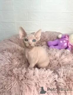 Photo №1. sphynx-katze - for sale in the city of Стамбул | 1500$ | Announcement № 102241