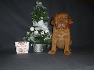 Photo №2 to announcement № 4559 for the sale of dogue de bordeaux - buy in Russian Federation from nursery, breeder