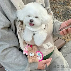 Photo №2 to announcement № 126871 for the sale of bichon frise - buy in Portugal 