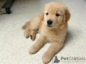 Photo №1. golden retriever - for sale in the city of Novi Vinodolski | negotiated | Announcement № 115369