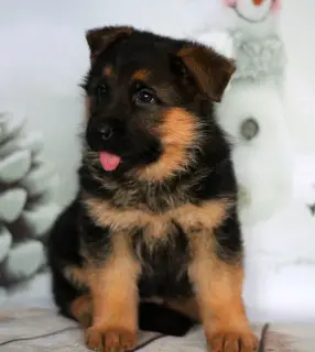 Additional photos: German Shepherd Puppy