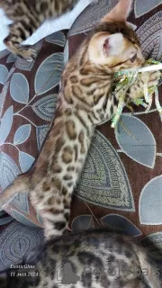 Additional photos: Bengal kittens