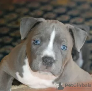 Photo №3. American Staffordshire Terrier Beautiful Puppies. Montenegro