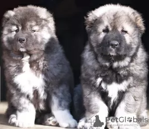 Photo №2 to announcement № 130671 for the sale of caucasian shepherd dog - buy in Germany private announcement