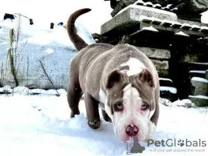 Additional photos: AMERICAN BULLY PUPPIES