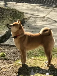 Additional photos: SHIBA INU PUPPIES